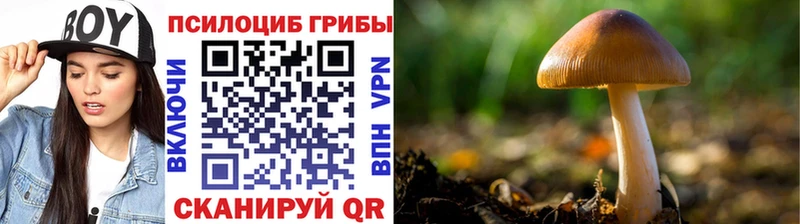 хочу   Дивногорск  Галлюциногенные грибы MAGIC MUSHROOMS 